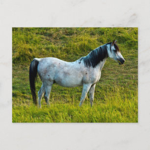 Palouse paard, Colfax, Palouse gebied, Washington Briefkaart