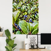 Pamela Storch - Blueberry Struik Serenade Poster (Thuiskantoor)
