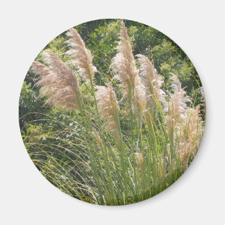 Pampas gras magneet