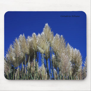 Pampas Grass Mousmat Muismat