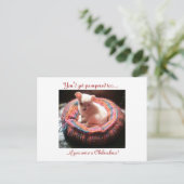 Pampered Chihuahua Dog Briefkaart (Staand voorkant)