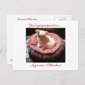 Pampered Chihuahua Dog Briefkaart (Voorkant / Achterkant)