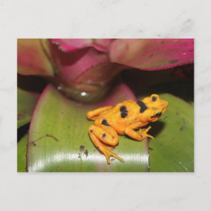 Panamese Gouden Kikker # 1 Briefkaart