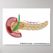 Pancreas exocrine en endocriene klieren diagram. poster (Voorkant)