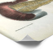 Pancreas Spleen  Anatomie Print (Hoek)