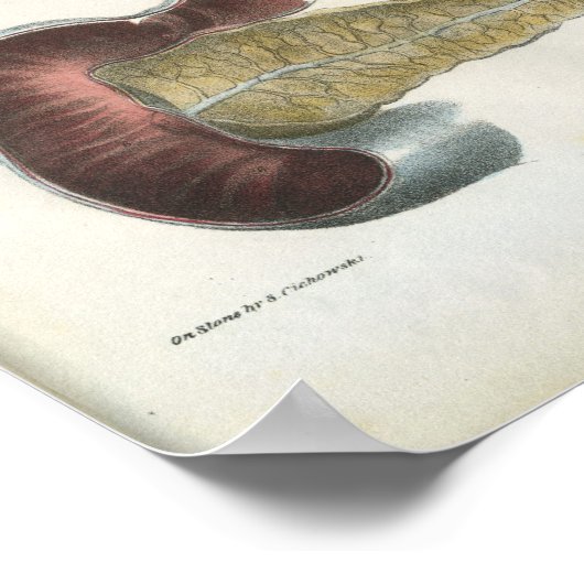 Pancreas Spleen  Anatomie Print (Hoek)
