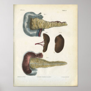 Pancreas Spleen Anatomie Print