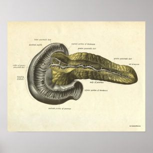pancreas voor menselijke anatomie poster