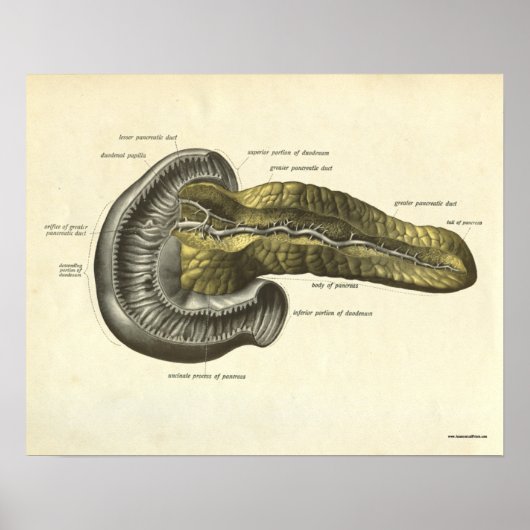  pancreas voor menselijke anatomie poster (Voorkant)