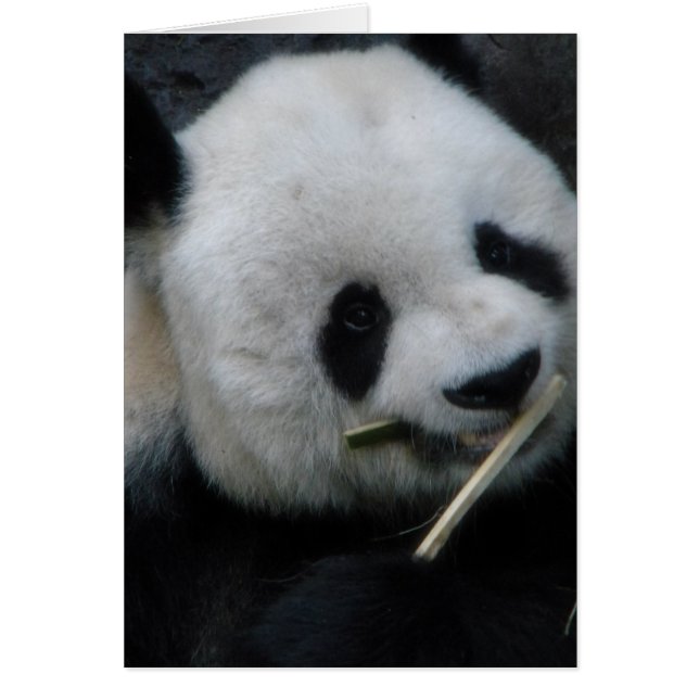 Panda (Devant)