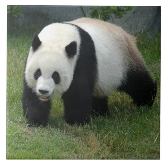 panda114 tegeltje (Voorkant)