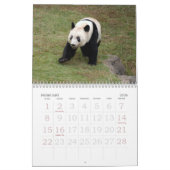 Panda117, Giant Panda Beren Kalender (Feb 2026)