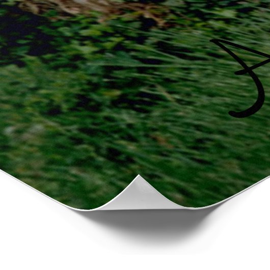 Panda affiche (Coin)