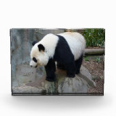 Panda Beer Block Foto (Voorkant)