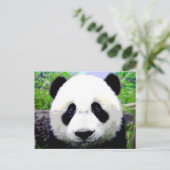 Panda Beer Briefkaart (Staand voorkant)
