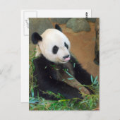 Panda Beer Briefkaart (Voorkant / Achterkant)