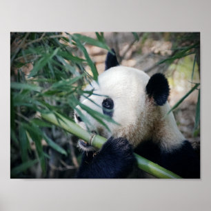 Panda-beer die bamboe eet poster