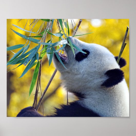 Panda Beer eten Bamboe Poster (Voorkant)