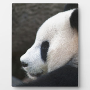 Panda Beer Hugs Fotoplaat