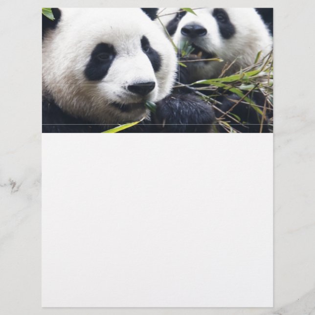 Panda Beer Knuffels (Voorkant)