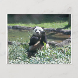 Panda Beer Memphis Zoo Briefkaart