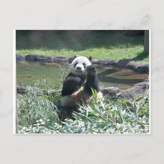 Panda Beer Memphis Zoo Briefkaart (Voorkant)