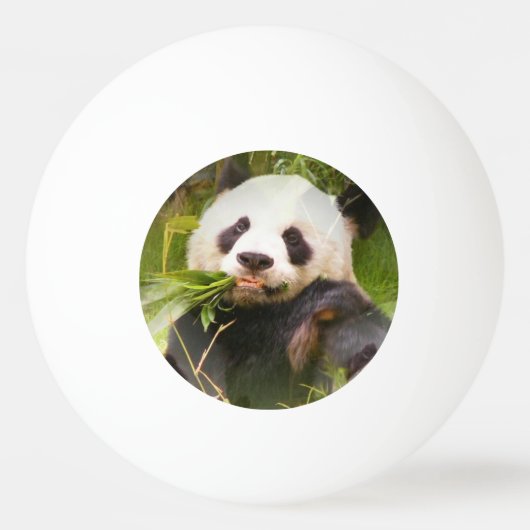 Panda Beer Pingpongballen (Voorkant)
