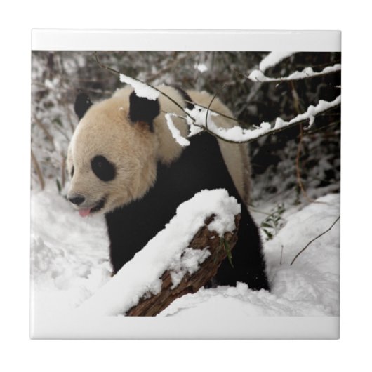 Panda Beer Tegeltje (Voorkant)