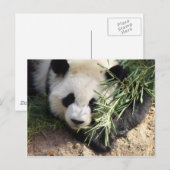 Panda Beer @ Zoo Atlanta Briefkaart (Voorkant / Achterkant)