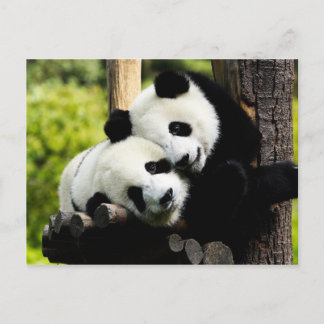 Panda Beren Briefkaart