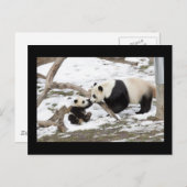 Panda Beren Briefkaart (Voorkant / Achterkant)