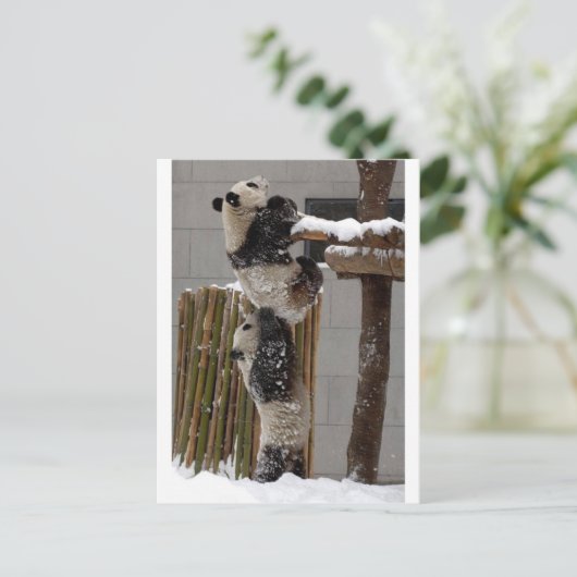 Panda Boost Briefkaart (Staand voorkant)