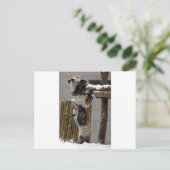 Panda Boost Briefkaart (Staand voorkant)