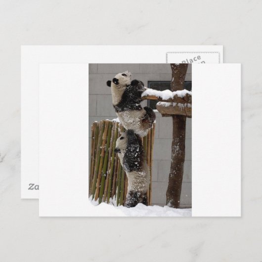 Panda Boost Briefkaart (Voorkant / Achterkant)