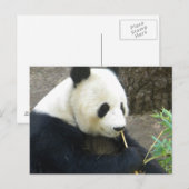 Panda Briefkaart (Voorkant / Achterkant)