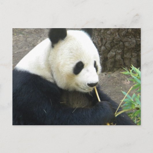 Panda Briefkaart (Voorkant)