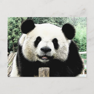 Panda Briefkaart