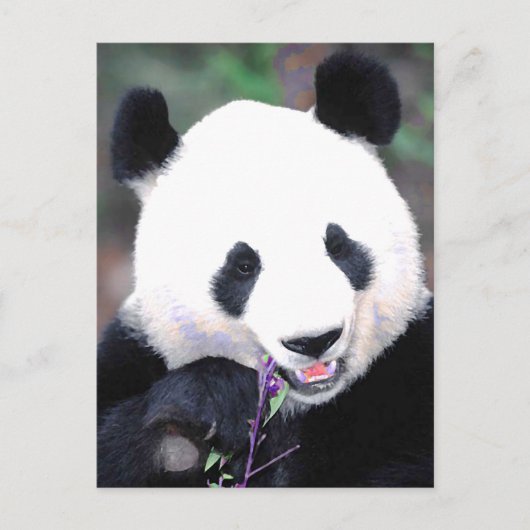 Panda Briefkaart (Voorkant)