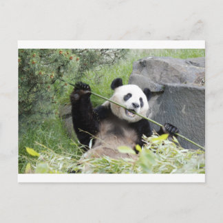 Panda Briefkaart