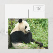 Panda Briefkaart (Voorkant / Achterkant)