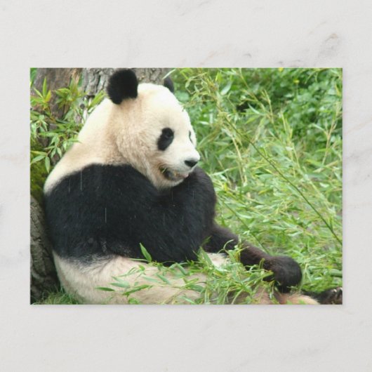 Panda Briefkaart (Voorkant)