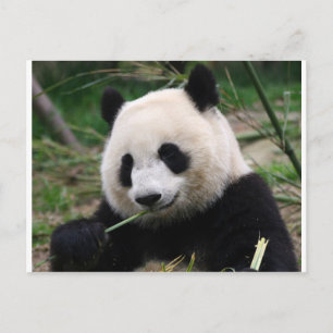 Panda Briefkaart