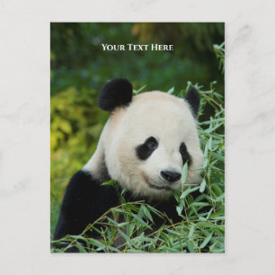 Panda Briefkaart