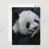 Panda Briefkaart (Voorkant / Achterkant)