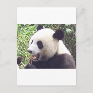 Panda Briefkaart