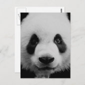 Panda Briefkaart (Voorkant / Achterkant)