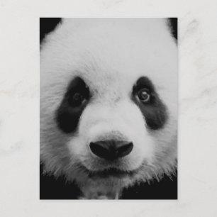 Panda Briefkaart