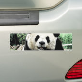 Panda Bumpersticker (Op auto)