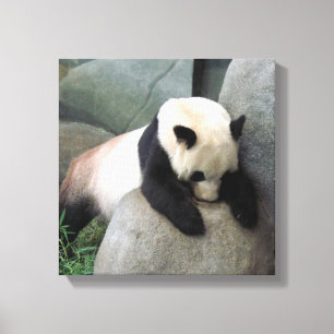 Panda Canvas Afdruk