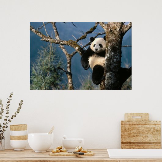 Panda dans un arbre poster 3 (Cuisine)